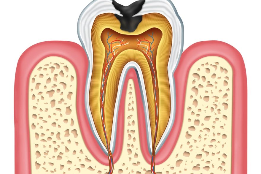 Tooth inner anatomy diagram